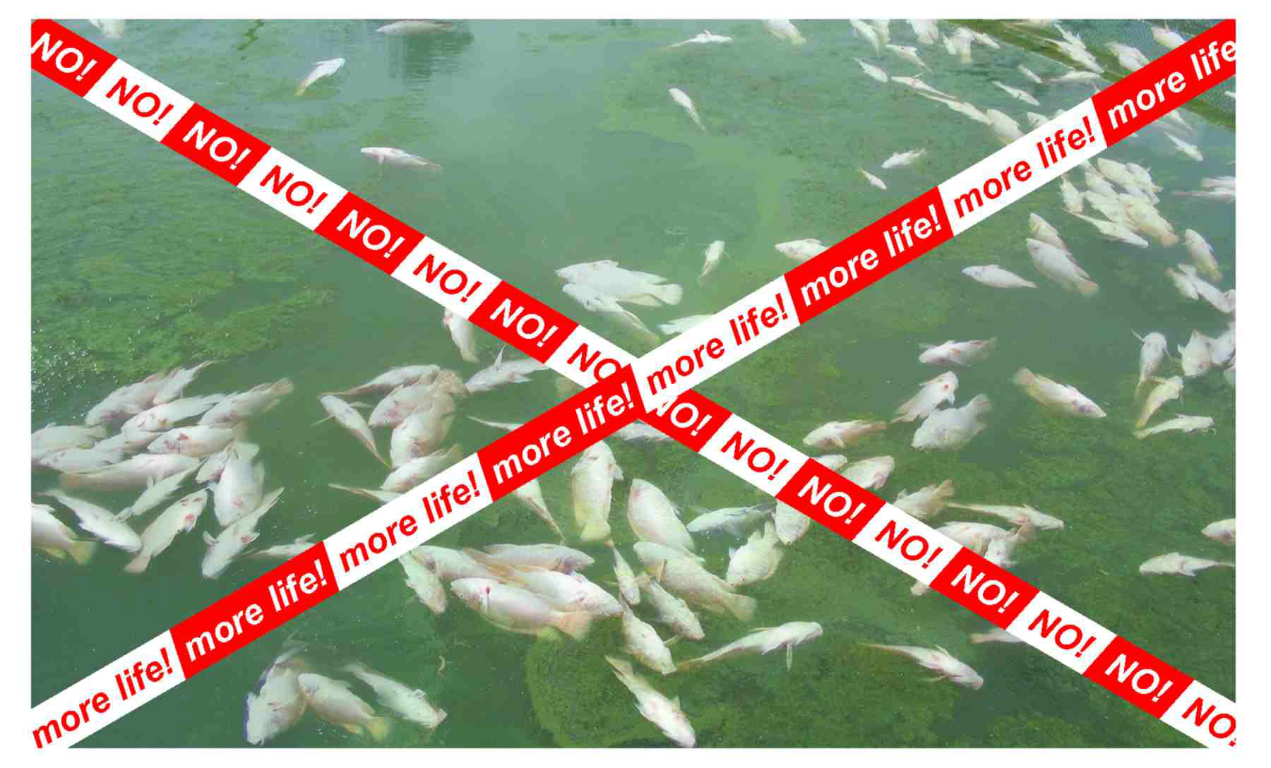 mehr Leben! 
Die Fische töten durch ein Ungleichgewicht der Ionen und die schnelle Vermehrung von Mikroorganismen während der schädlichen Algenblüte.
mehr Leben!
SALTCOM.ORG
STOPPEN wir die GLOBALE ERWÄRMUNG und verhindern, dass viele Naturkatastrophen.
 